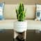 Flora Bunda® 12" Snake Plant In Ceramic On Stand